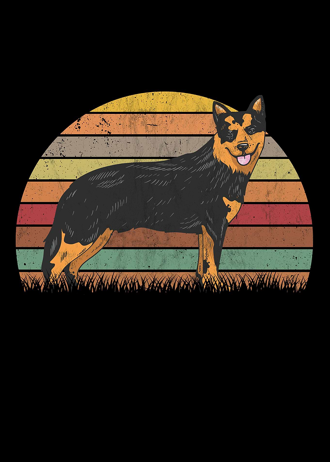 Australian Cattle Dog