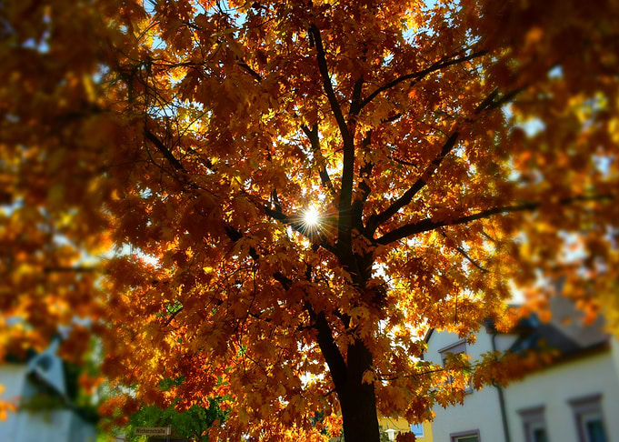 Auntum Tree