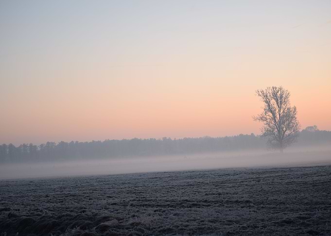 winter tree
