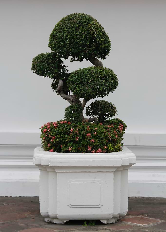Bonsai in White surrounds