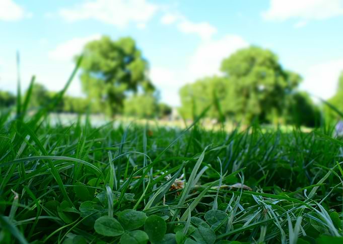 Gras