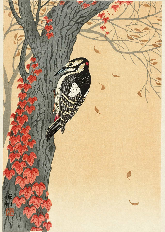 Woodpecker on the tree