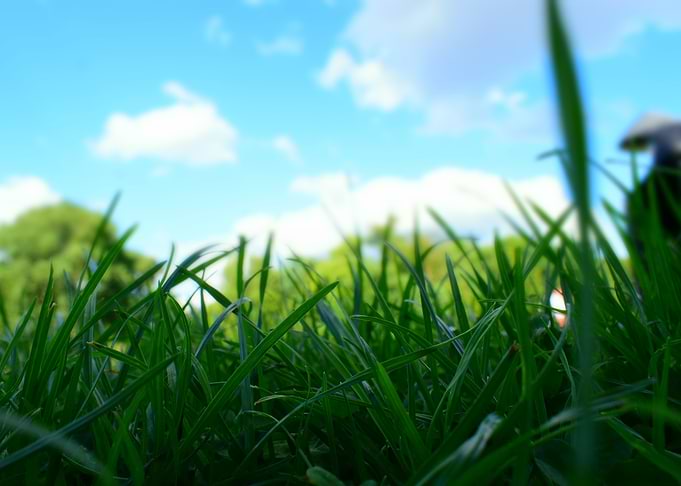 Gras