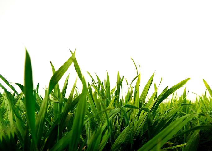 Grass