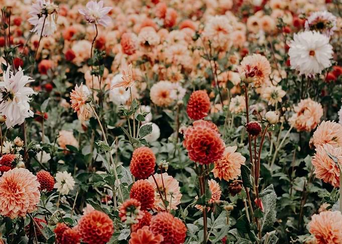 Flower Field