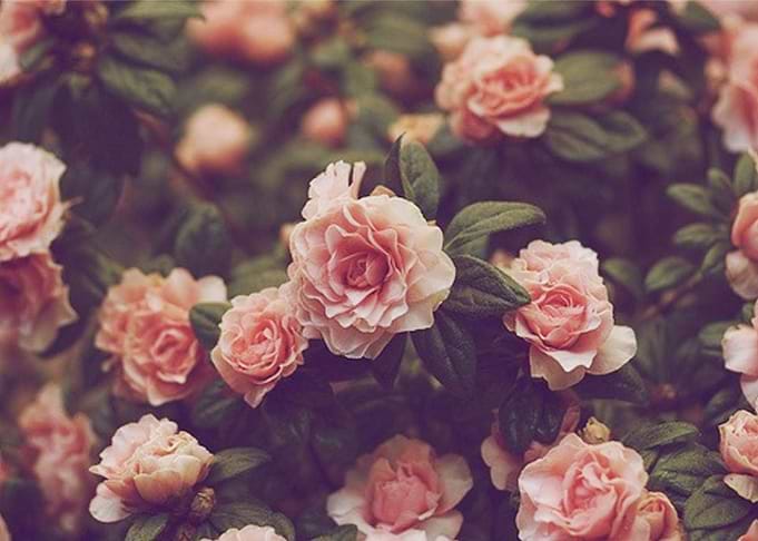 Rosy