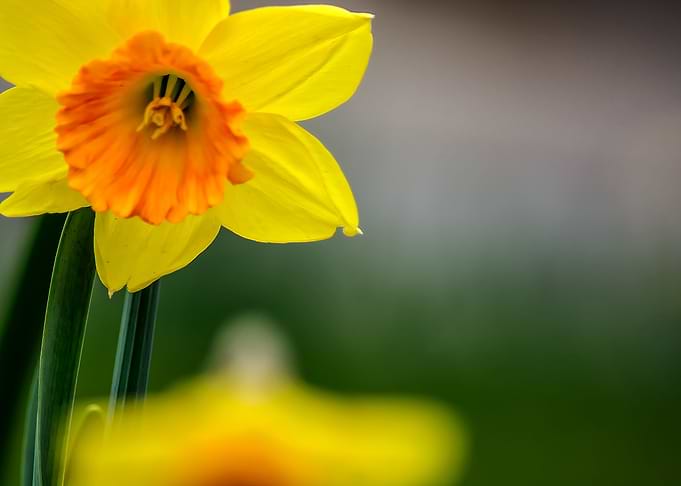 Yellow Daffodil