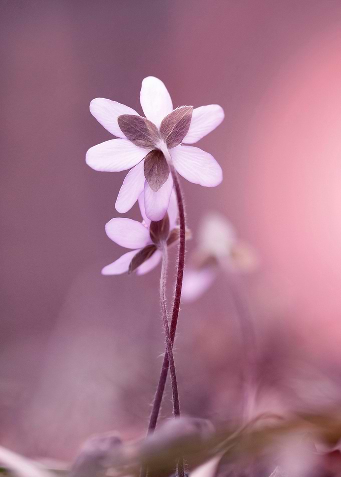 Floral composition