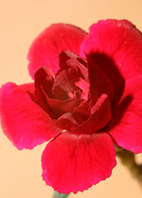 Dianthus flower close up