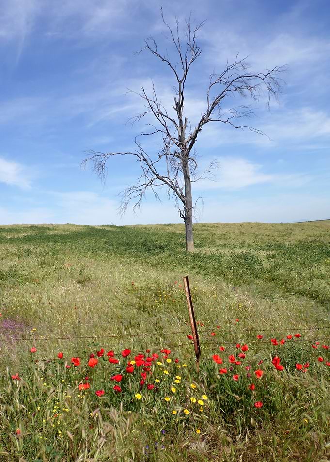 Old bony tree 03