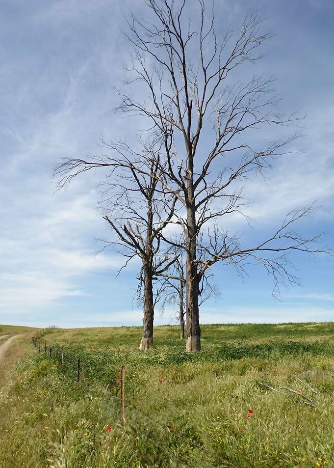 Old bony tree 02