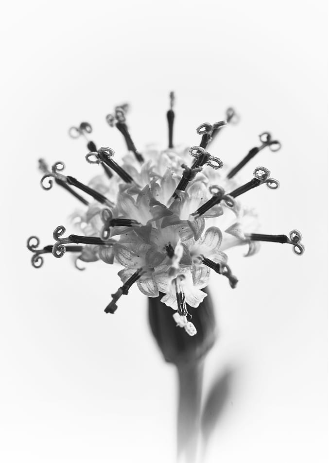 Senecio flower 1