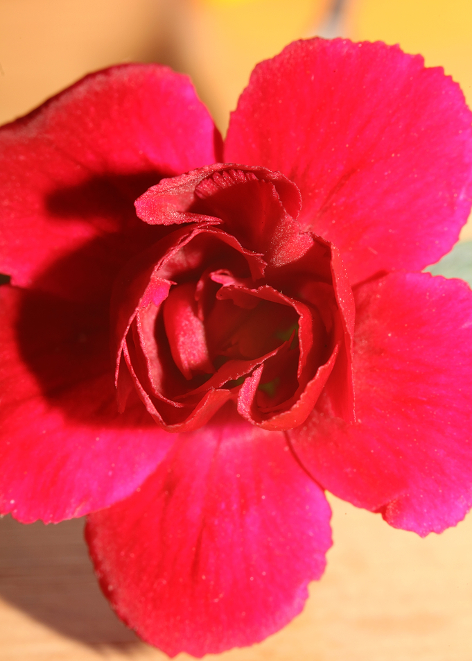 Dianthus flower close up