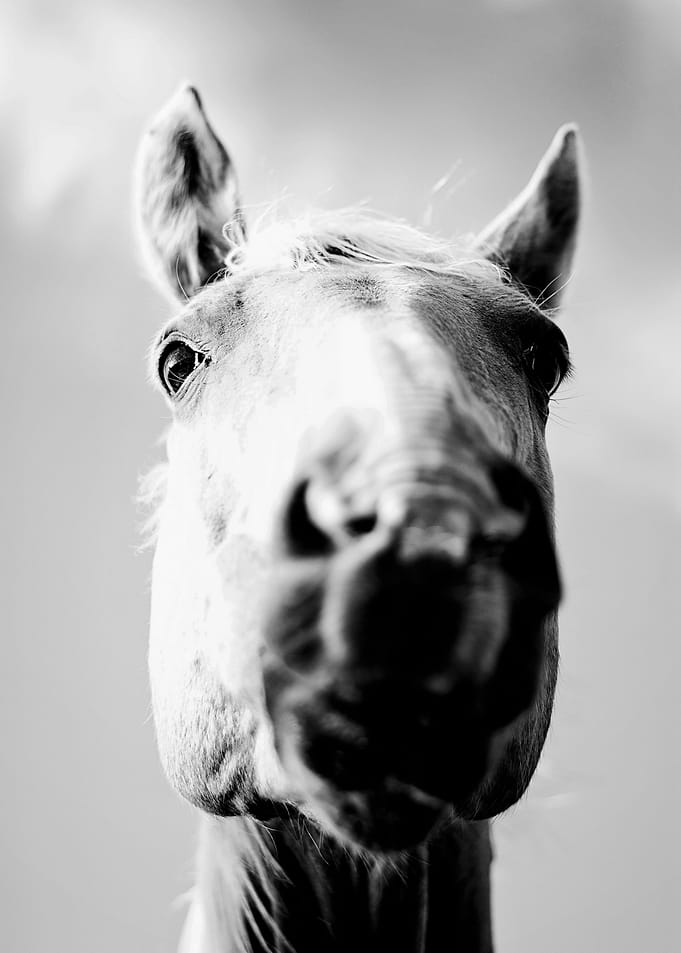 Horsing Around