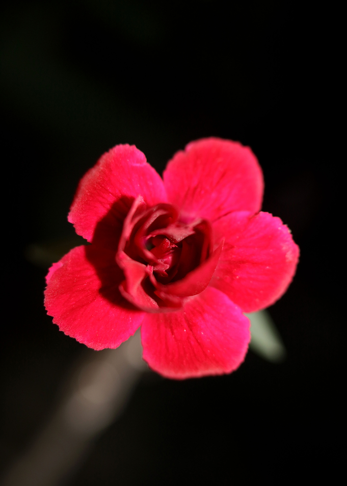 Dianthus flower close up