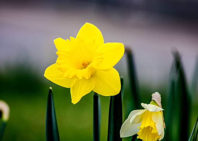 Yellow love