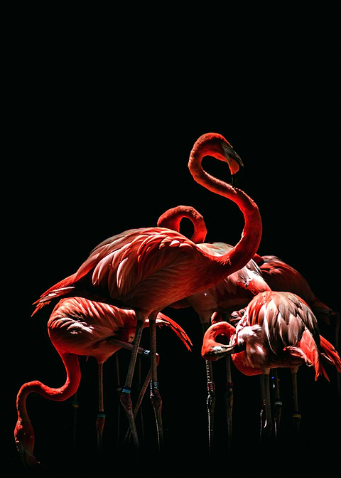 Flamboyance