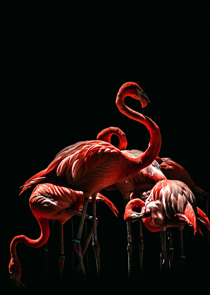 Flamboyance