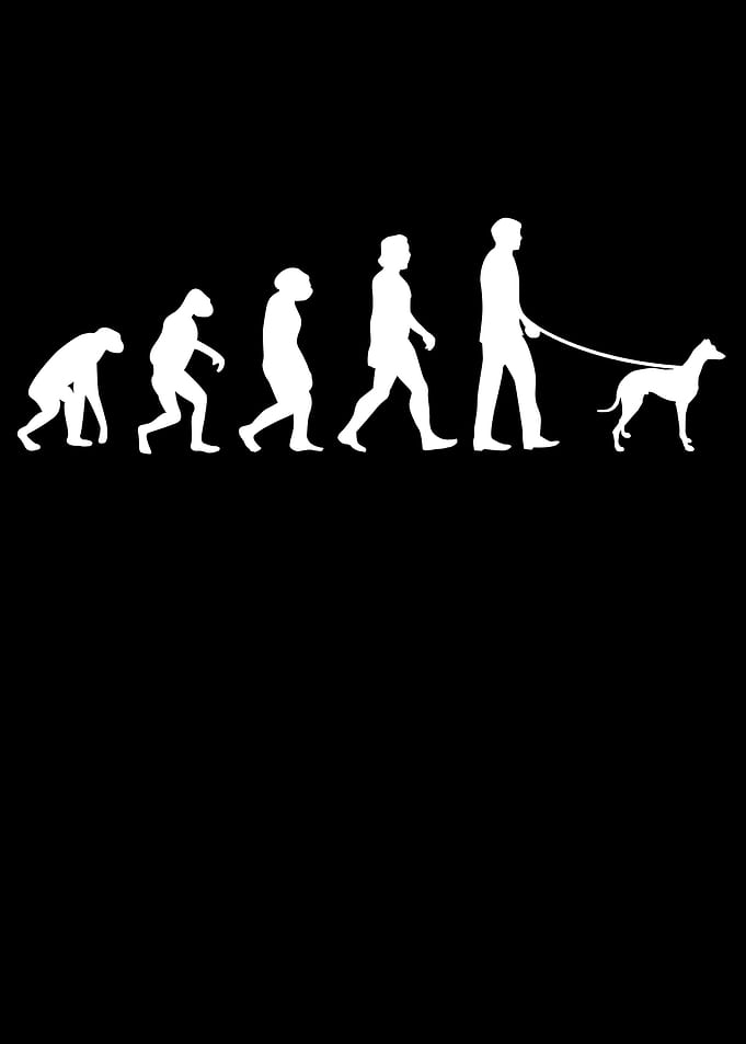 Galgo Espaol Evolution