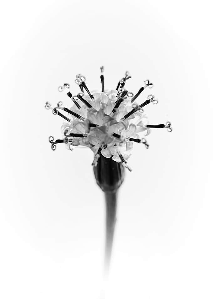 Senecio flower 2