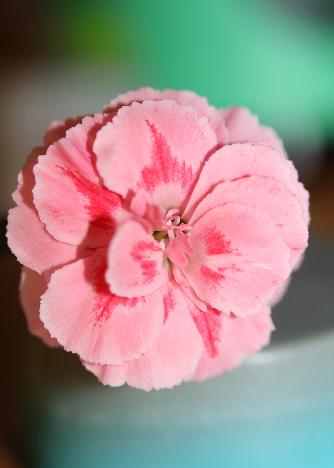 Dianthus flower macro