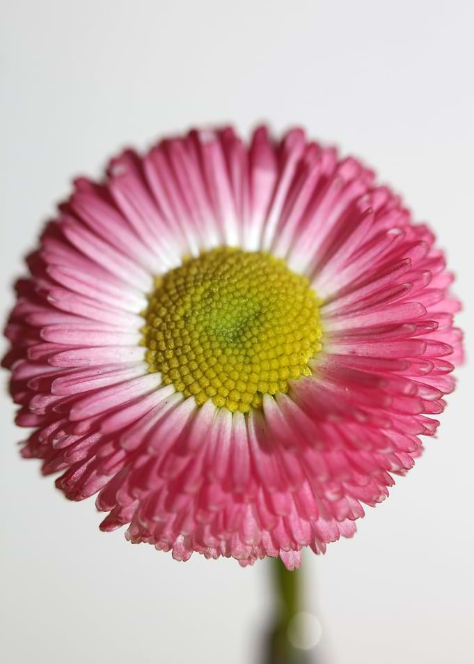 Bellis perennis L flower