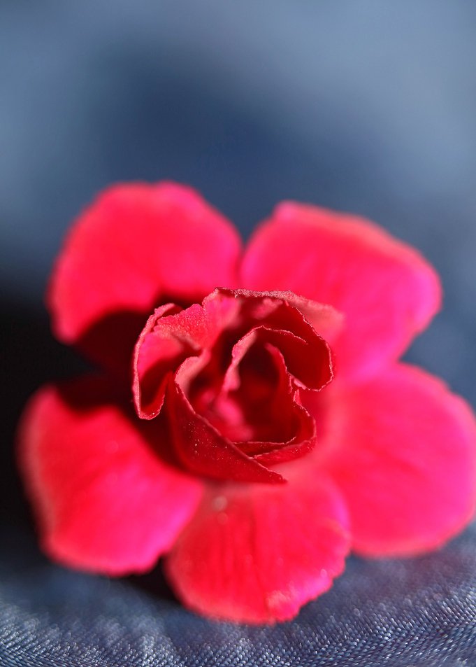 Dianthus flower macro