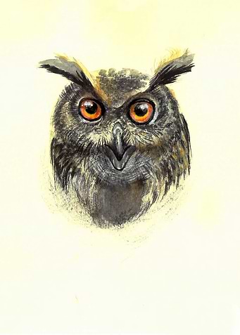 Owl