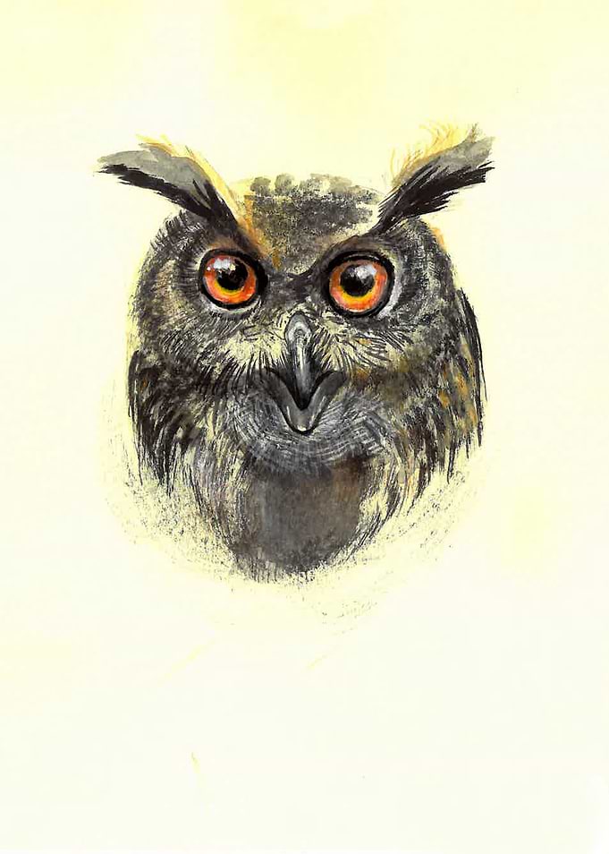 Owl