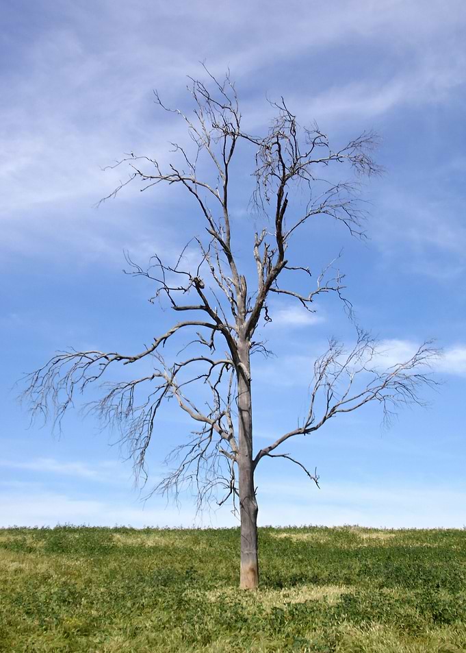Old bony tree 01