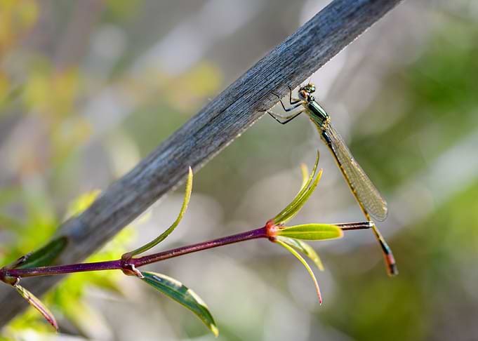 Dragonfly