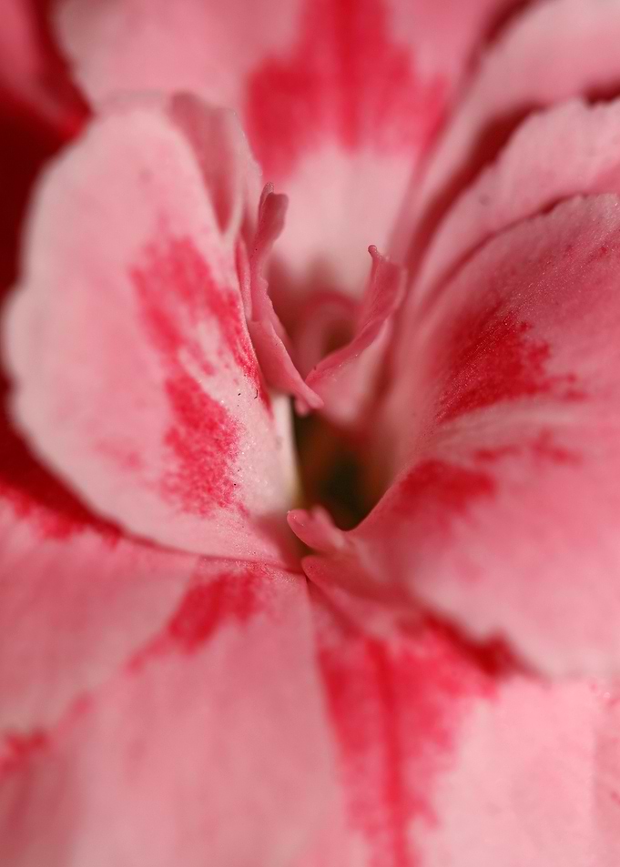 Dianthus flower macro