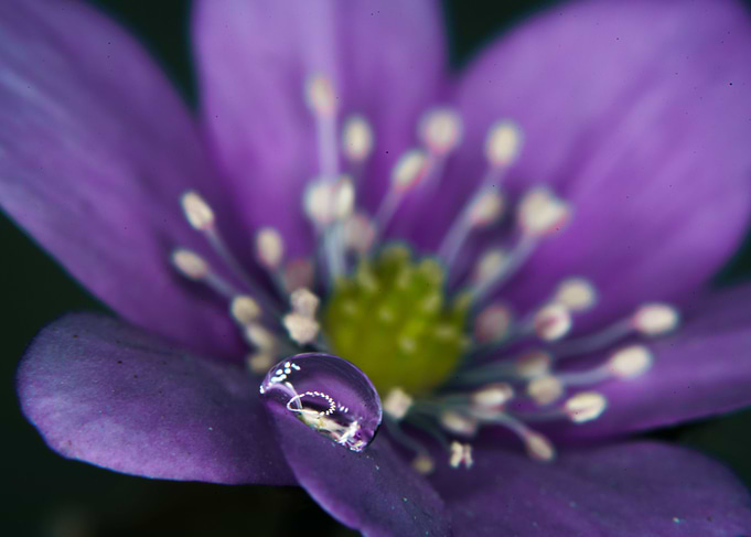 water drops on flowers