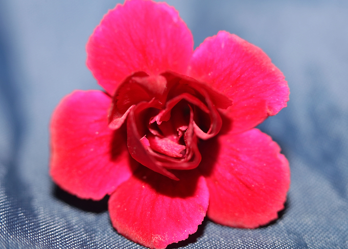Dianthus flower macro