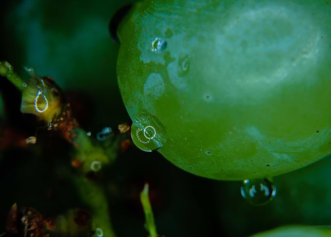 water drops on grapes