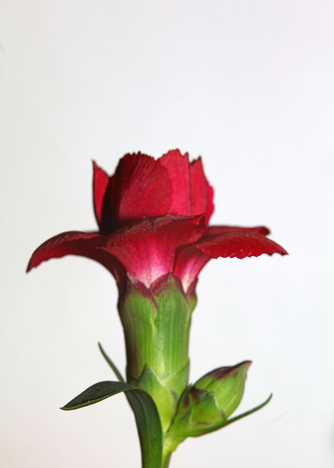 Dianthus flower macro