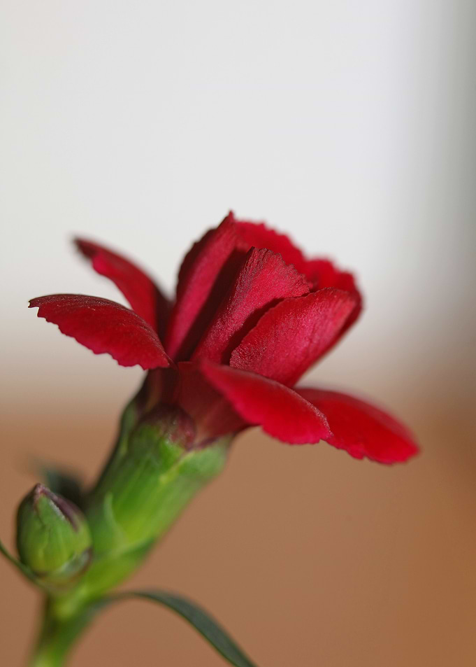 Dianthus flower macro