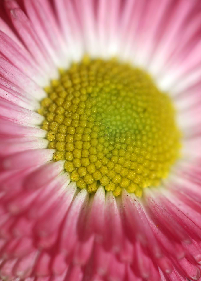 Bellis perennis L flower