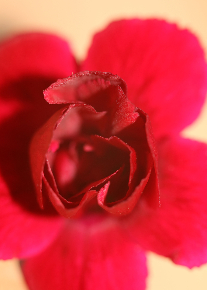 Dianthus flower close up