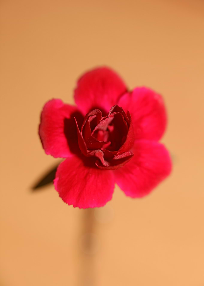 Dianthus flower macro