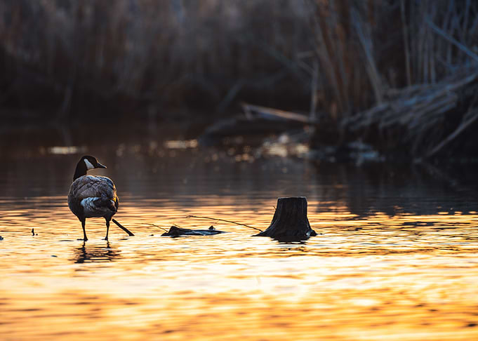 Golden hour Canadian Goose