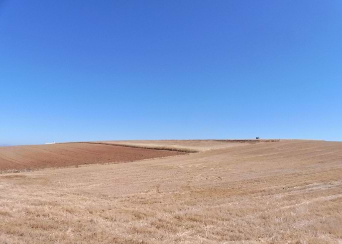 Grain field in autumn 01