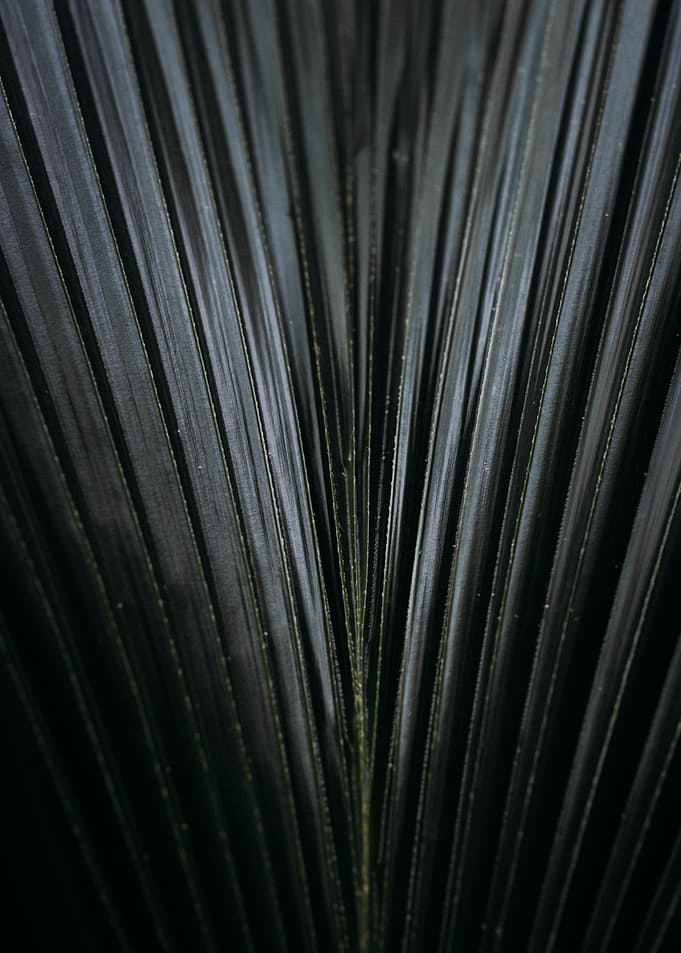 Abstract fern texture