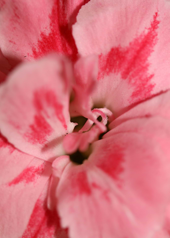 Dianthus flower macro