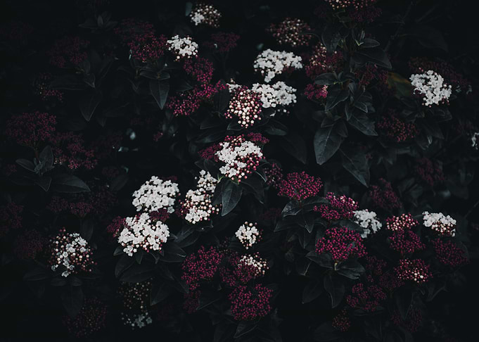 White and purple flower