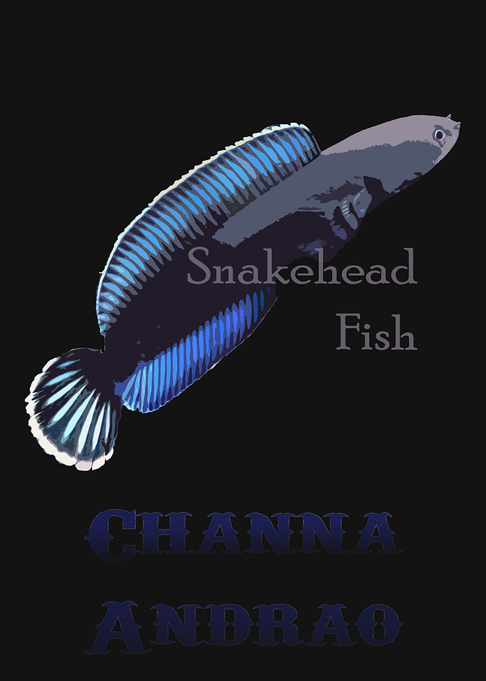 Channa Andrao
