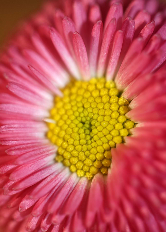 Bellis perennis Compositae