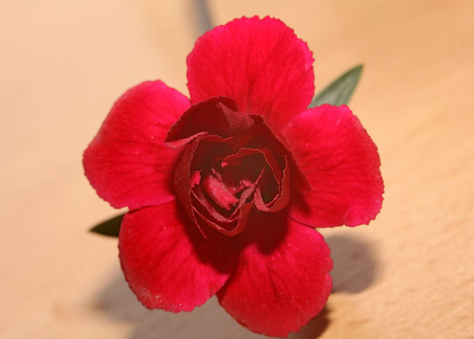 Dianthus flower close up