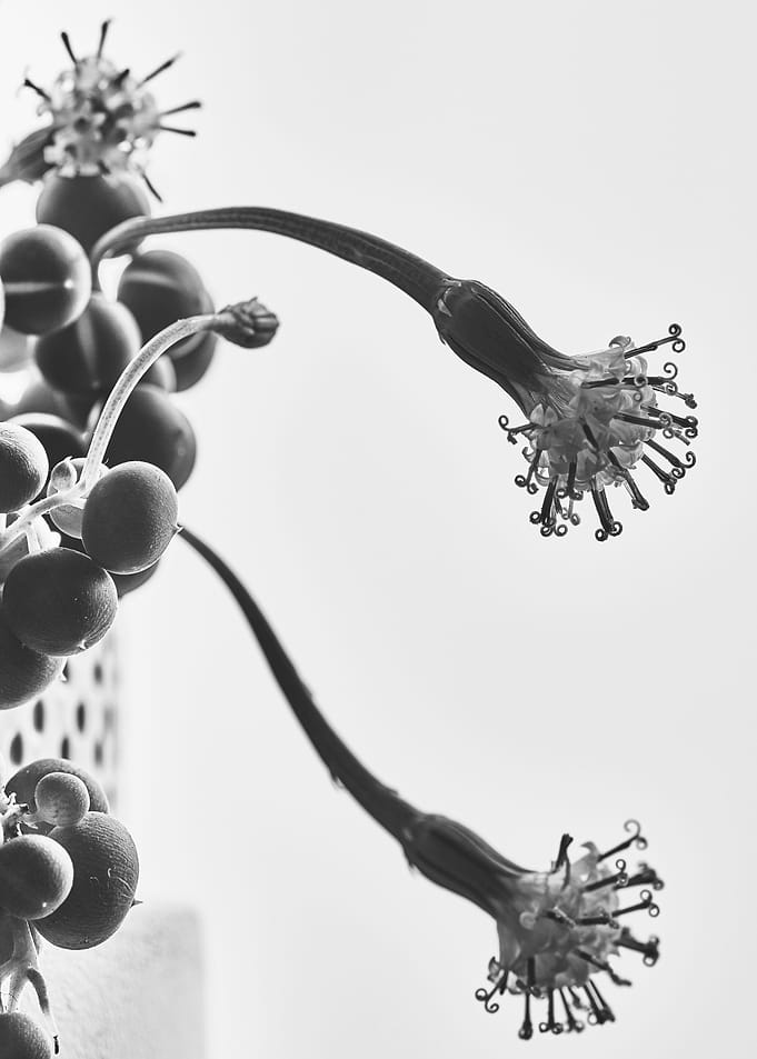 Senecio flowers