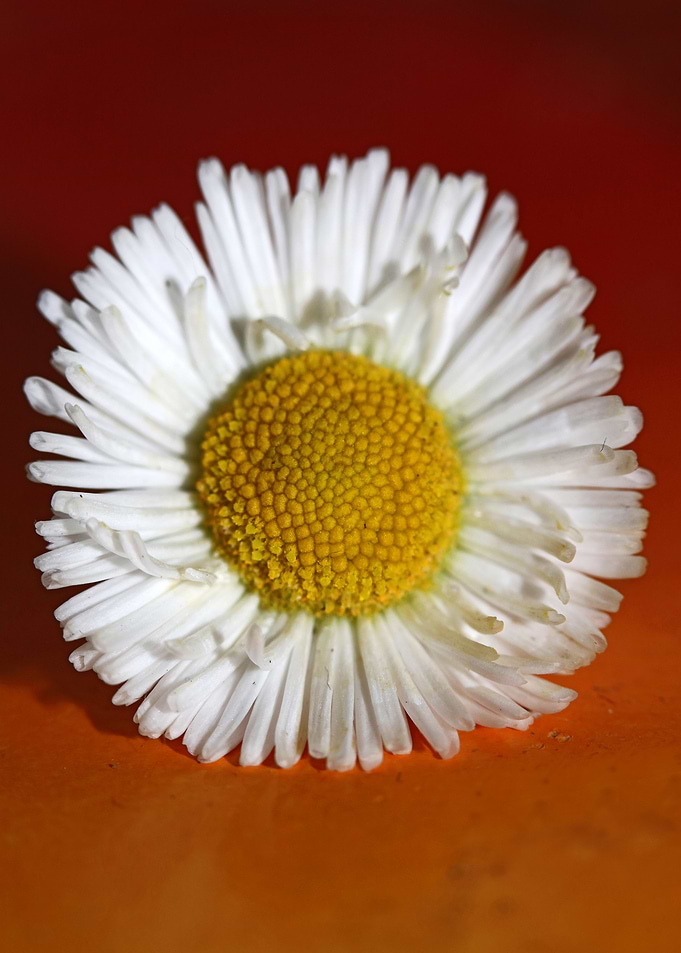 Bellis perennis Compositae